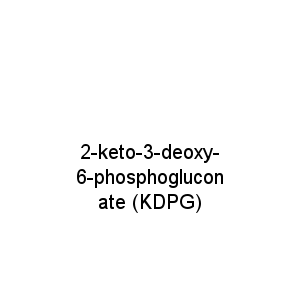 2-keto-3-deoxy-6-phosphogluconate (KDPG)